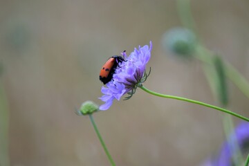 Zoom papillon fleur