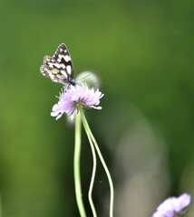 Zoom papillon fleur