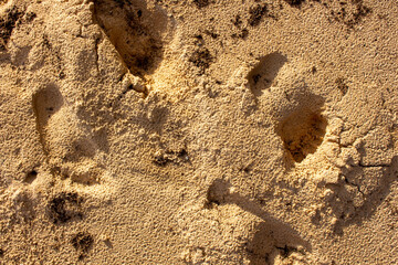 footprints in the sand