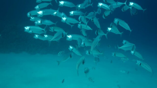 School of Mackerel fish swim in the blue water with open mouth ram feeding on planton. Underwater shot, Slow motion. Red sea, Egypt