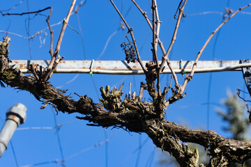 Close up of old grape vines in a abandoned greenhouse
