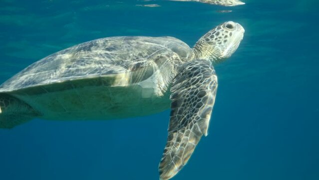 Slow motion of the Sea turtle breathes on surface of the blue water. Green sea turtle (Chelonia mydas). Close up, Underwater shot, Red Sea