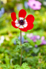 花壇のアネモネ