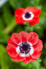 Obraz premium アネモネ