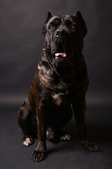 a series of photos of a huge dark dog on a black background, a breed of corso cane