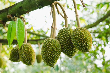 Fresh small durian on tree in Chanthaburi, Thailand, king of fruit in Thai, product quality for...