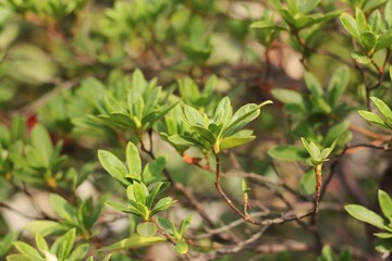close up of a plant in the garden