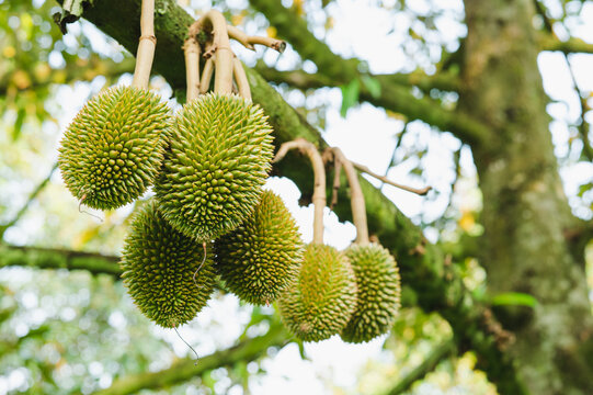 Fresh small durian on tree in Chanthaburi, Thailand, king of fruit in Thai, product quality for export, small durians waiting to be planted until they are ready to be harvested