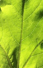 Fototapeta na wymiar Green leaf with veins close up