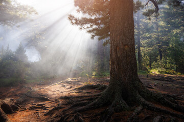 Atmospheric shot of a morning forest with fog illuminated by the rays of the sun