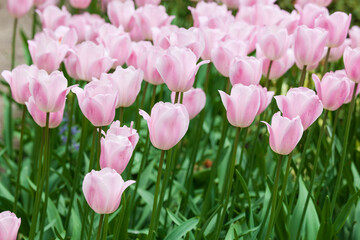 Pink tulips emerging above ground as a shoot from the underground bulb in early spring