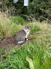 Stray Cats