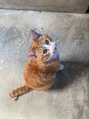 さくらねこは愛され猫