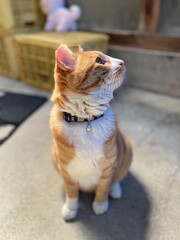 さくらねこは愛され猫