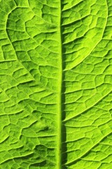 Green leaf with veins close up