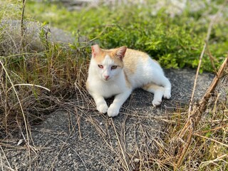 Stray Cats