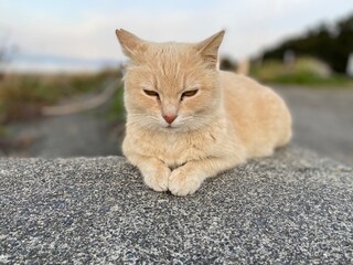 Stray Cats
