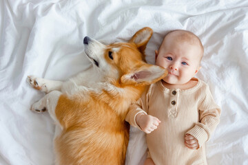 An infant and ginger corgi pembroke laying on a white sheet and looking at the camera, top view. The concept of relationships between baby and dog. Fur allergy concept.