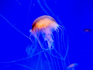 jellyfish in the water