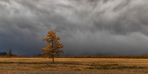 A lonely tree in a field against the background of gloomy clouds, before a thunderstorm.