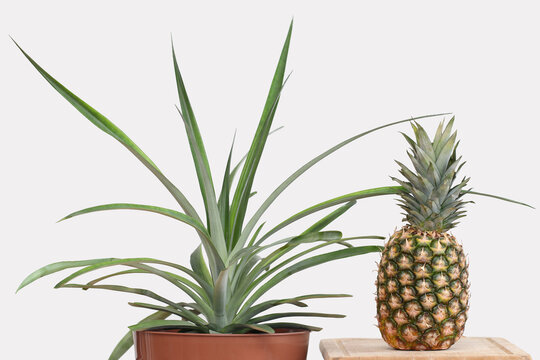 The pineapple plant on the left, grown from the pineapple top and the pineapple fruit on the right. The plant was planted in a pot a year ago. Growing pineapple at home. A light gray background.