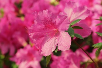 close up of pink flower
