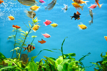 Obraz na płótnie Canvas Colorful exotic fish swimming in deep blue water aquarium with green tropical plants