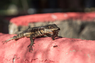 lizard eating