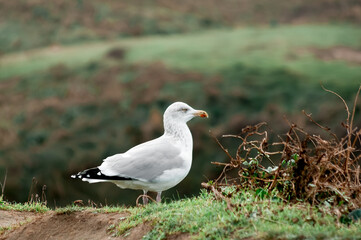 France, Etretat, Normandy, gull, bird