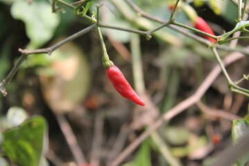 Red chili peppers hanging on the tree