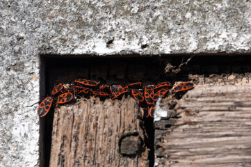Pyrrhocoris apterus - Firebug - Gendarme