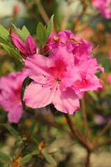 pink flowers
