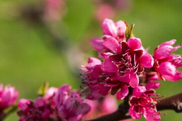 Close up of pink cherry blossoms in Rheingau/Germany near Wiesbaden 