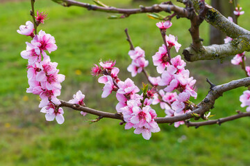 Close up of white and pink cherry blossoms in the Rheingau/Germany near Wiesbaden