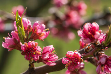 Fototapeta na wymiar Close up of pink cherry blossoms in Rheingau/Germany near Wiesbaden 
