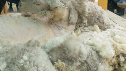 Men shearer shearing sheep at agricultural show in competition. The process by which wool fleece of a sheep is cut off. Electric professional sheep manual hair clipper sheep cutting shearing machine.