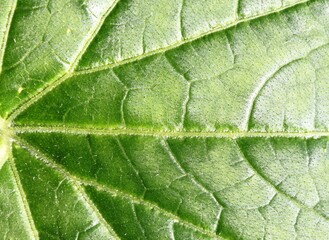 Green leaf with veins close up
