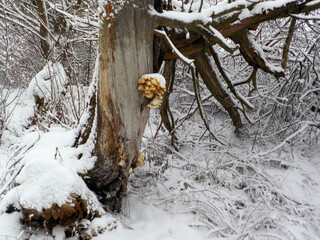 Fototapeta premium tree in the snow