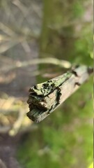 Branche d'arbre cassé.