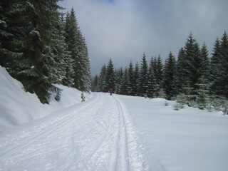 Obraz premium Winter mountain landscape, spruce and ski trail