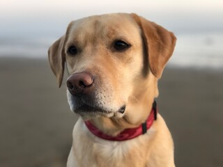 Walk with Labrodor along the Baltic sea