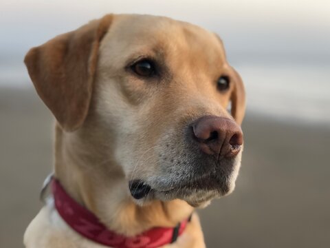 Walk with Labrodor along the Baltic sea