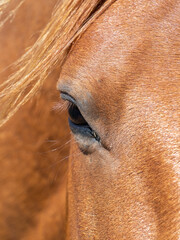Closeup of a semiwild horse on the grounds of the the Chilo&eacute; National Park on the western coast of Chilo&eacute; Island, Los Lagos Region (region of the lakes), Chile