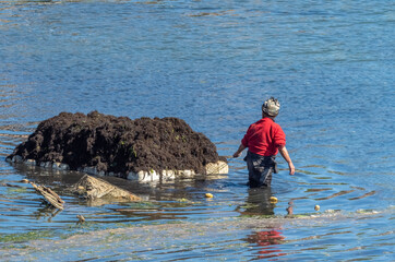 Women collecting seaweed on the low tide shores of the fjords of Chiloé island, Chile. Seeweed is used for both industrial (Carrageenan, cattle feed, fertilizers) and culinary purposes - obrazy, fototapety, plakaty