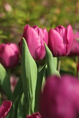 pink tulips in the garden