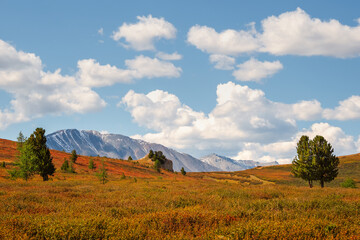 Atmospheric summer mountain landscape. Bright landscape with large mountains and a steppe of yellow dwarf birch in a light haze on a clear day under white clouds. Altai Mountains.