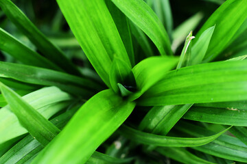 Obraz premium Young pandan leaf shoots background