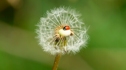 Ein roter Marienkäfer auf einer Pusteblume