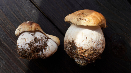 Porcini mushrooms on a dark wooden background. fresh forest mushrooms