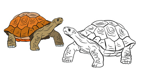 Animals. Black and white image of a turtle, coloring for children. Vector image.
 Color drawing, design, background.